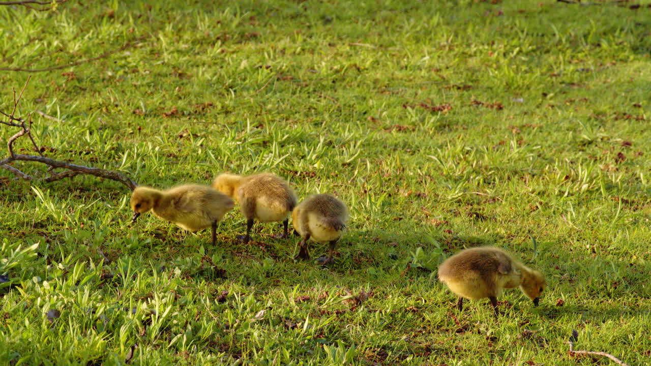 The first trials of life shown in slow-motion through the lens of goslings.