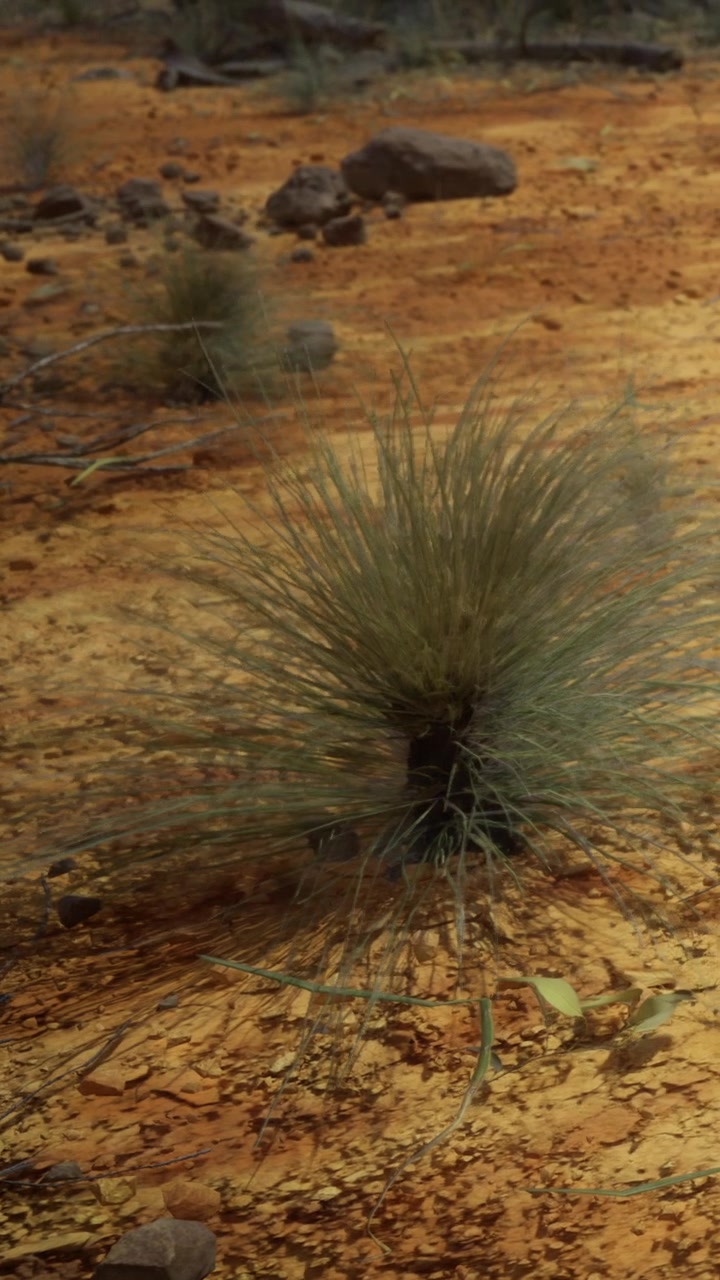 Paesaggio arido con erba e pietre in un ambiente naturale di giorno
