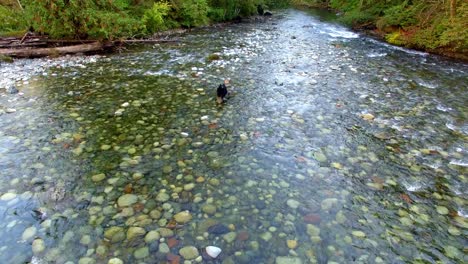 drone shot of black bear catching salmon on a canadian stream.