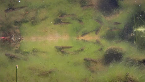 Tadpoles-graze-on-algae-in-a-pond