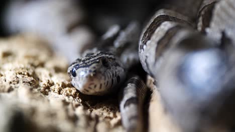 macro close up shot of ring snake resting on sand during sunny day