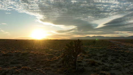 sunrise over mojave desert with silhouette of shrubbery, wide-angle shot