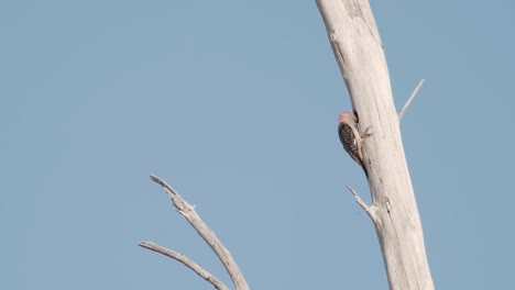 red bellied woodpecker pecking and climbing tree with blue sky in the background