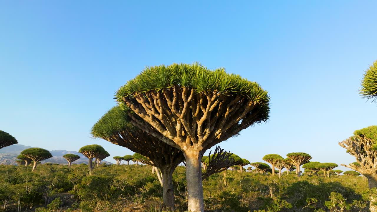 árboles de sangre de dragón contra el cielo azul soleado