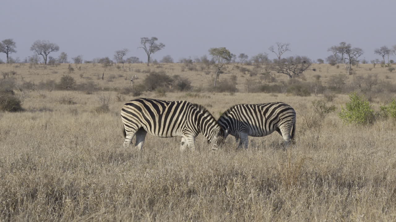 To zebraer græsser i højt græs