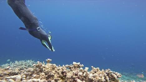 a professional freediver in a swimming wetsuit swims using the dolphin kick technique and glides effortlessly above a among colorful fish