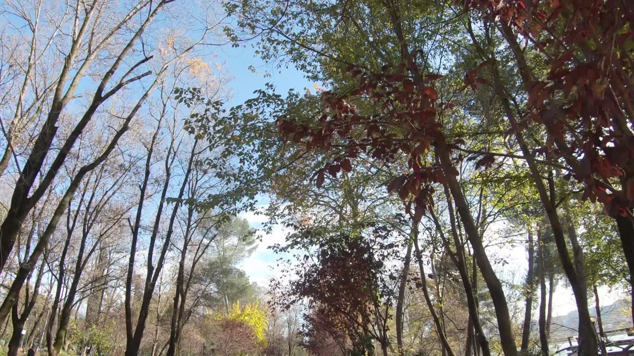 나무 꼭대기를 올려다 보며