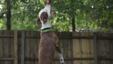 Brown-and-White-Pitbull-Terrier-Mix-Chews-on-Rope-Hanging-From-Tree-With-Wooden-Fence-in-Background