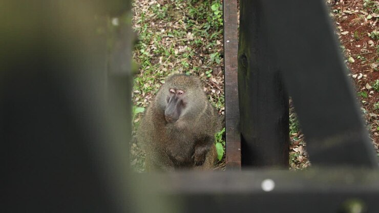 Babbuino Anubi che mangia nel Parco Nazionale Aberdare, Kenya.