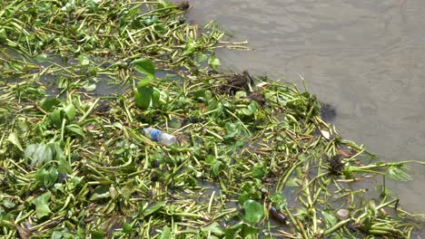 An-empty-plastic-bottle-floating-in-the-water-in-the-Chao-Phraya-River,-in-Bangkok,-Thailand