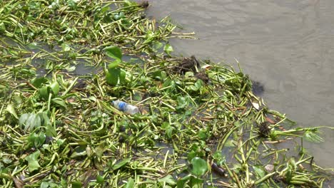 una botella de plástico vacía flotando en el agua del río chao phraya, en bangkok, tailandia