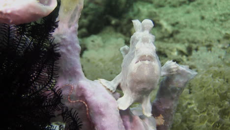 pale-lilac-version-of-painted-frogfish-sitting-on-a-sponge-or-coral,-yawning