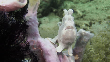 pale lilac version of painted frogfish sitting on a sponge or coral, yawning