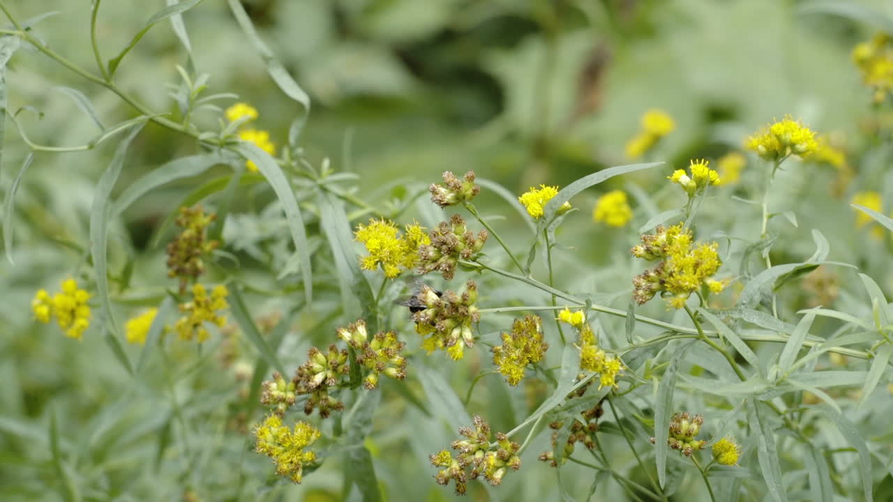 Slow motion close up bumblebee pollenating wildflowers