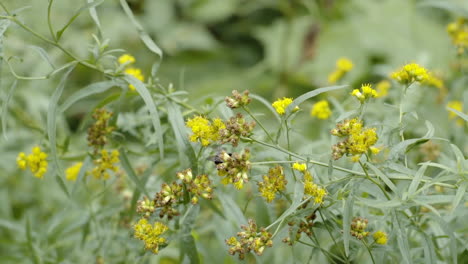 Slow-motion-close-up-bumblebee-pollenating-wildflowers