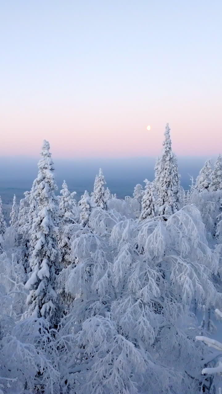 Vertical aerial in front of frozen forest, moon and polar night colors in Lapland
