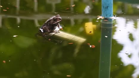 rana sapo gigante malayo o sapo de río