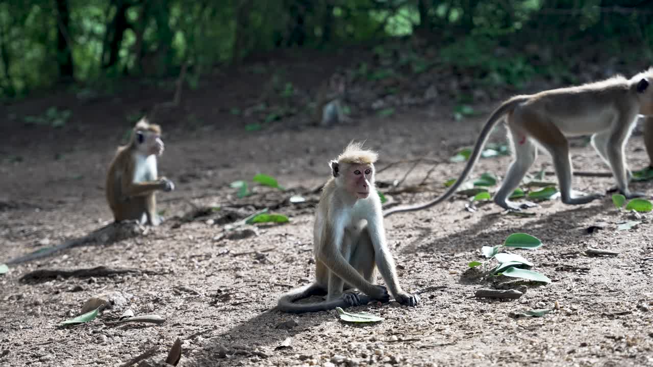 tres macacos toque se representan sentados y explorando el suelo en un entorno forestal sereno. la escena captura su hábitat natural y comportamientos en medio de hojas esparcidas y luz solar.