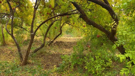 a day in pomegranate garden in iran autumn season fall winter harvest pick red ripe ready round leather skin fruits store in garden the golden leaves orchard with yellow leaf tree in yazd iran aqda