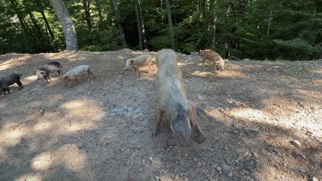 funny family of wild pigs boars