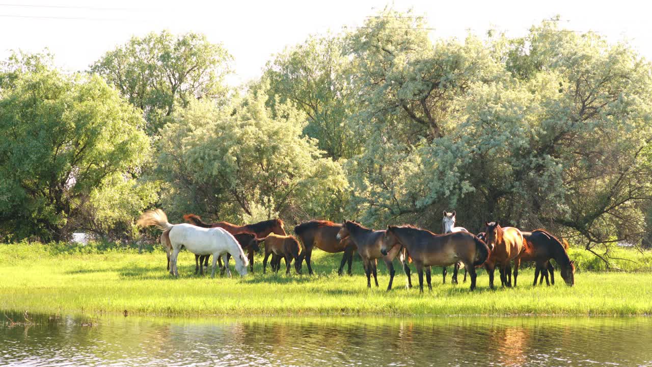 Piccola mandria di cavalli e puledri al pascolo.