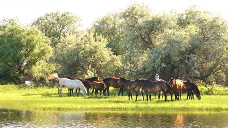 small herd of horses and foals grazing