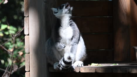 a lemur sits on the edge of a wooden shelter in the forest of a zoo, and chews food