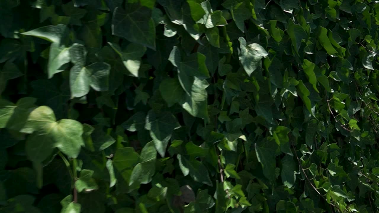 처진 녹색 아이비로 덮인 벽에 오른쪽 돌리 슬라이드