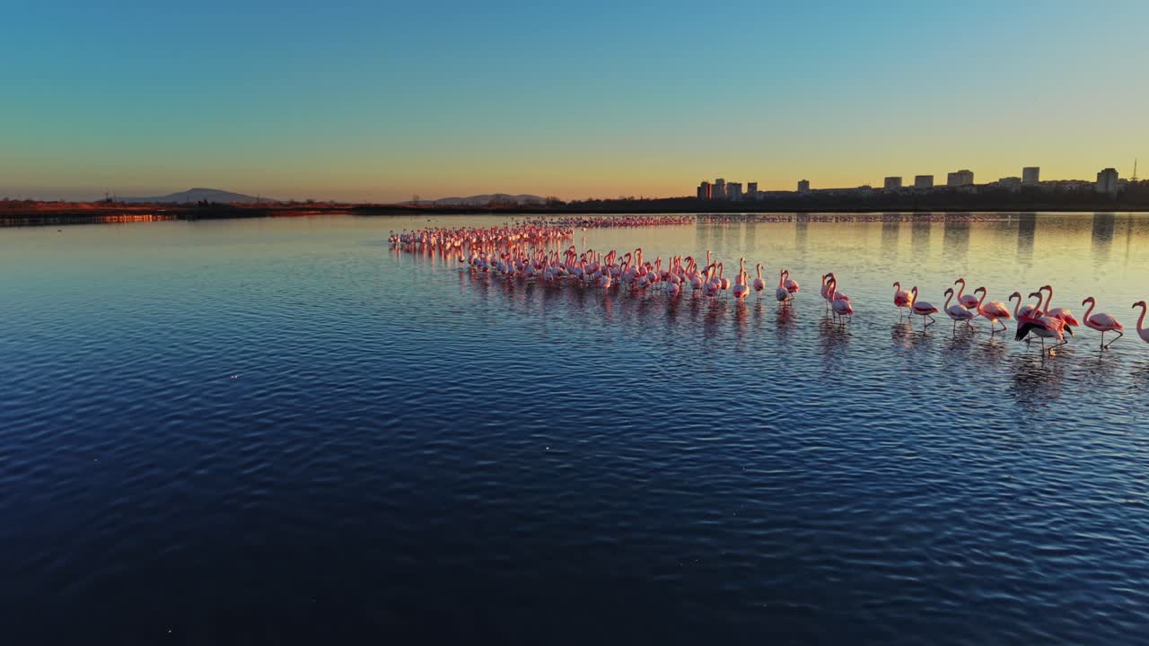 Flamingos walking in water during sunset in a city landscape
