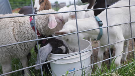 small flock of young goats and lambs on farm drinking from bucket in pasture