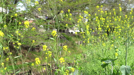 nanohana blooming in april near the river in kawagoe, japan