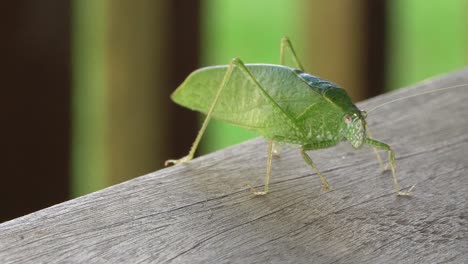 macro katydid, bush cricket close up view of leaf insect, tettigoniidae