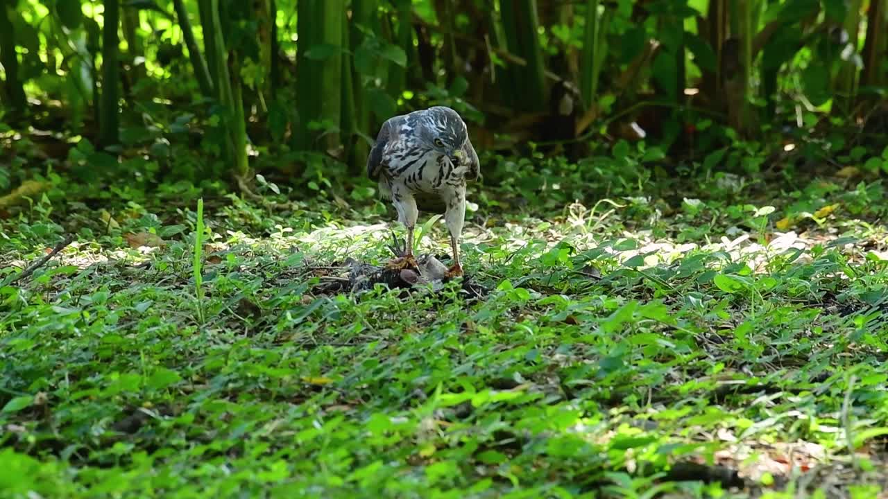 shikra alimentándose de otro pájaro en el suelo, esta ave de rapiña atrapó un pájaro para desayunar y estaba ocupado comiendo, luego se asustó y se fue