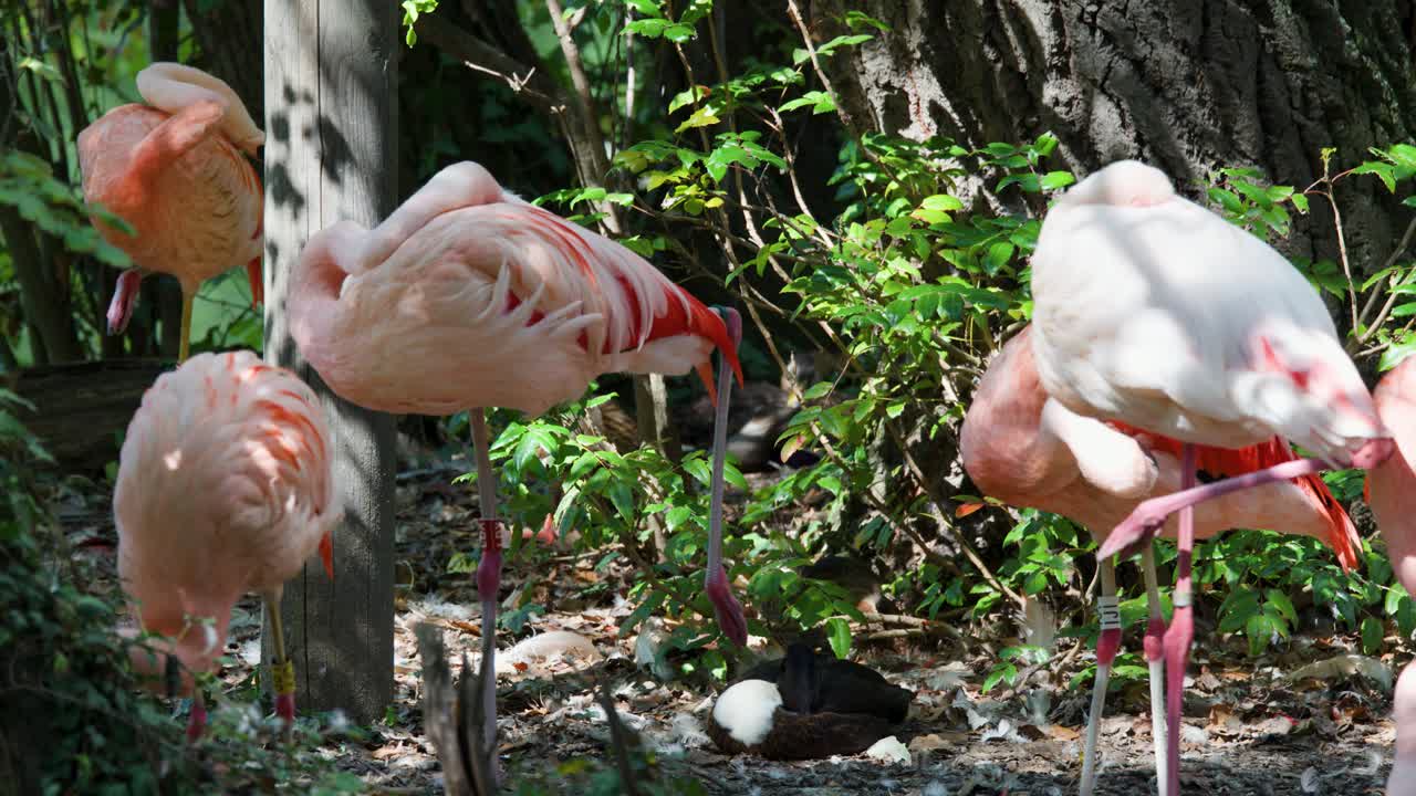Pink flamingos interact, feed, and preen among greenery in bright, natural daylight, static camera