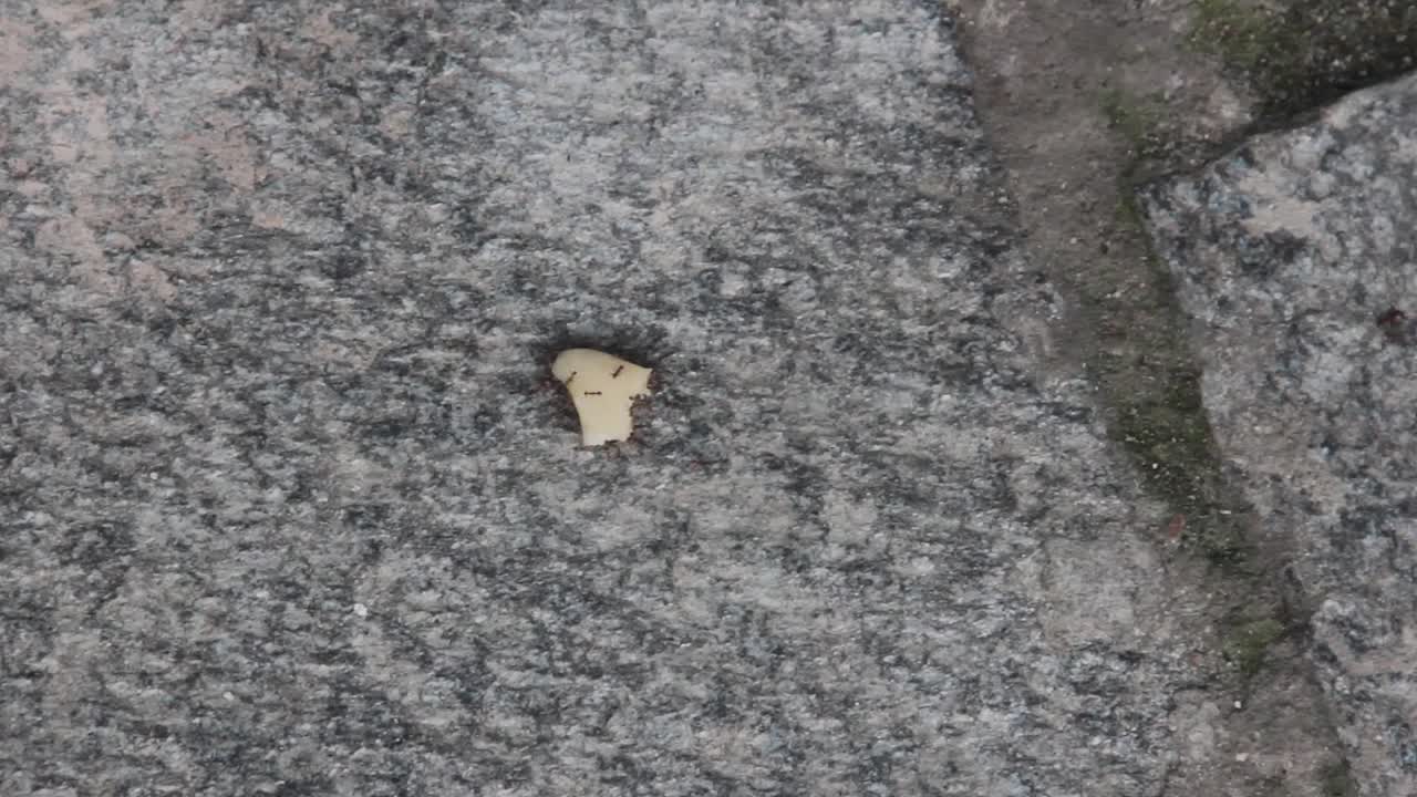 음식 을 운반 하는 개미 들