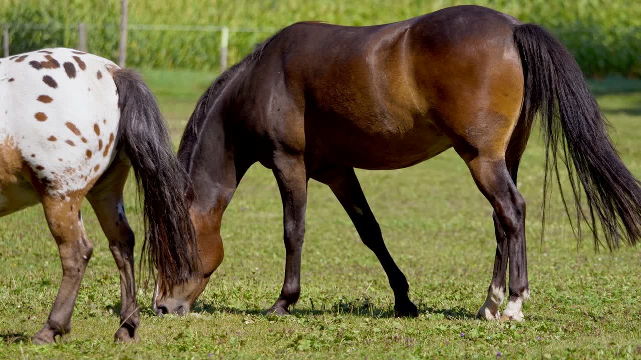 disparo medio de un caballo bastante marrón y blanco con puntos pastando en el pasto durante la luz del sol - cámara lenta