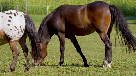 Plano-Medio-De-Un-Bonito-Caballo-Marrón-Y-Blanco-Con-Puntos-Pastando-En-El-Pasto-Durante-La-Luz-Del-Sol---Cámara-Lenta