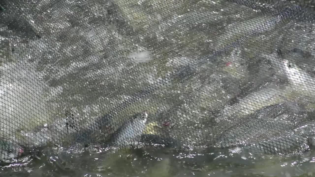 아시아 밀크 피쉬 풍어의 고화질