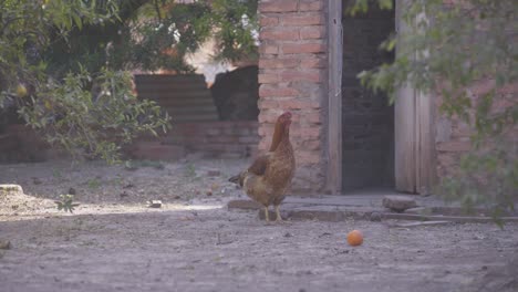 a lone free range chicken stands still and then walks around in an abandoned area next to a brick building