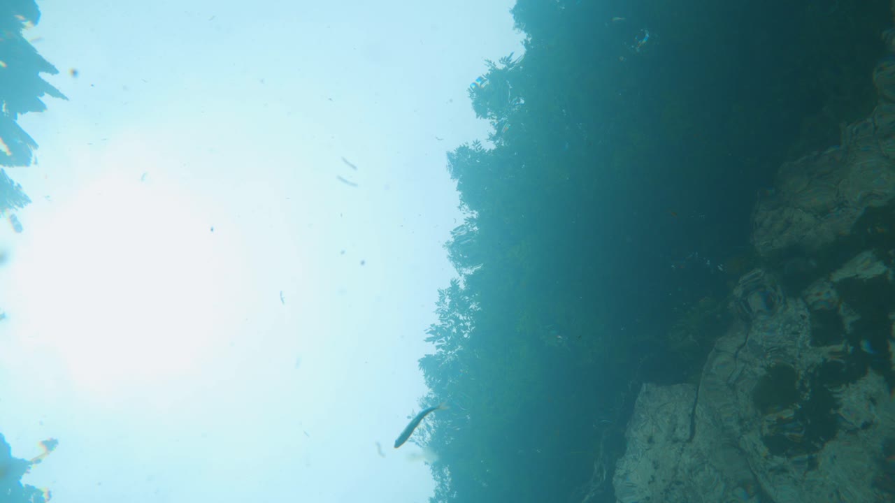 Ayu Sweetfish swimming through clear mountain water in Gifu Japan