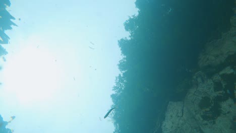ayu sweetfish swimming through clear mountain water in gifu japan