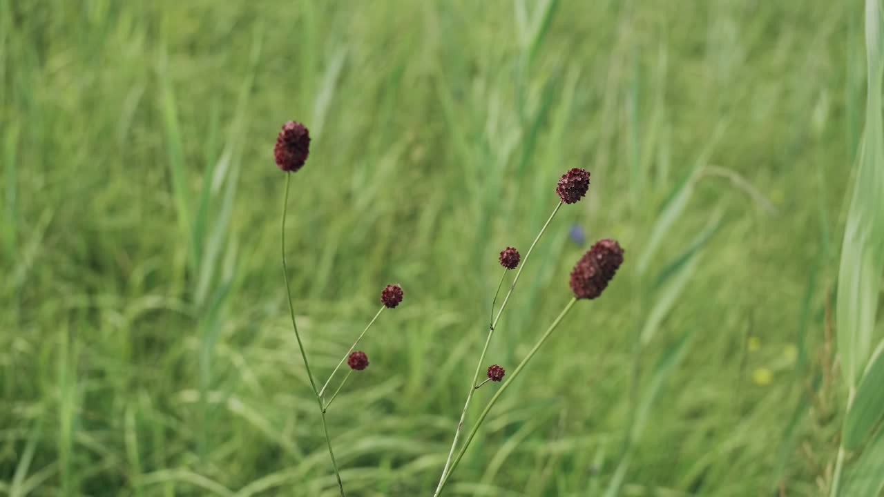 balanceándose suavemente en el viento, sanguisorba officinalis, o gran burnet, un miembro de la familia de las rosáceas, muestra su elegancia natural