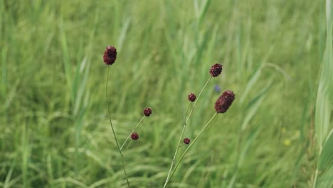 gently swaying in the wind, sanguisorba officinalis, or great burnet, a member of the rosaceae family, showcases its natural elegance