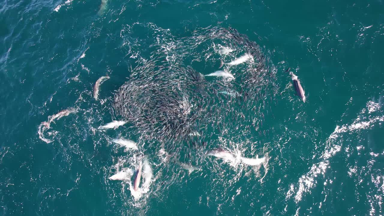 Bottlenose Dolphins feeding frenzy on Mullet Fish in Australia - Top view