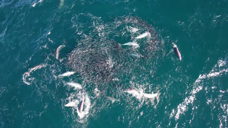 bottlenose dolphins feeding frenzy on mullet fish in australia - top view