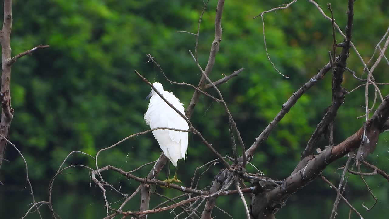 garceta relajándose en el árbol uhd mp4 4k
