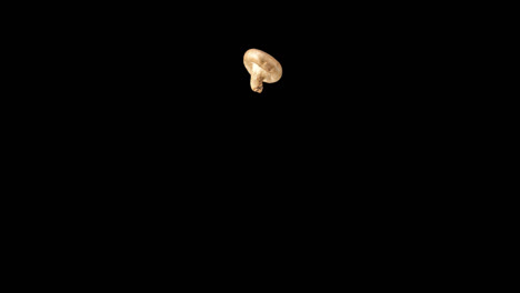 mushroom