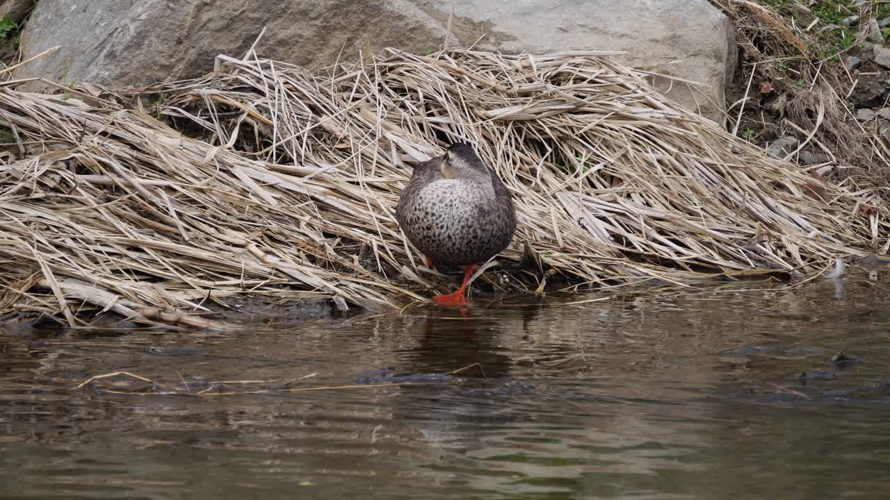 gallina pato real acicalándose en el río durante el día soleado en yangjaecheon, seúl, corea del sur