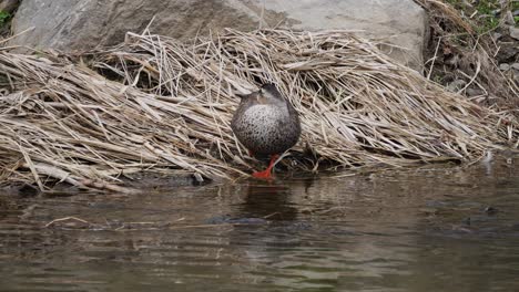 Henne-Stockente,-Die-Sich-An-Einem-Sonnigen-Tag-In-Yangjaecheon,-Seoul,-Südkorea,-Am-Fluss-Putzt