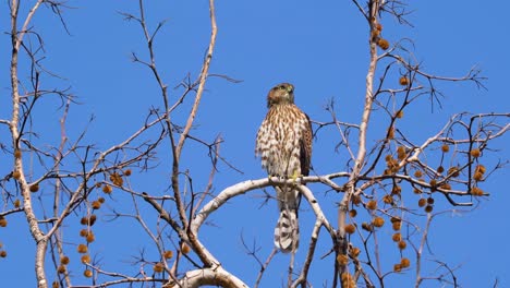 Un-Halcón-Cooper-Busca-Su-Próxima-Comida-En-La-Reserva-De-Vida-Silvestre-Sepulveda-En-El-Sur-De-California